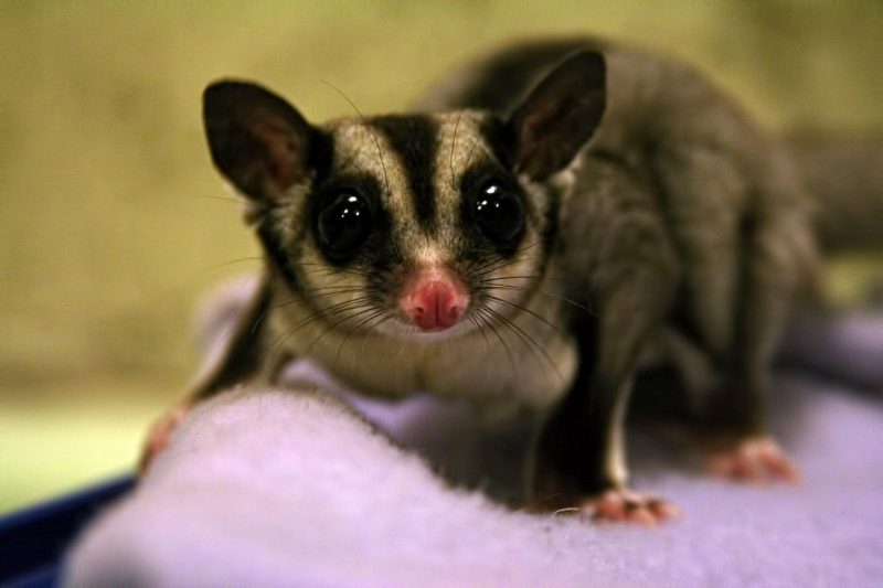 Gambar Sugar Glider
